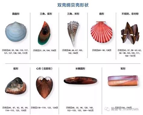 齊 五行 海邊貝殼種類